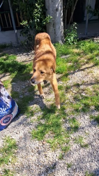 Ciao a tutti mi chiamo BISCOTTO  | Foto 0