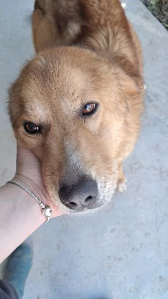 Ciao a tutti mi chiamo BISCOTTO 