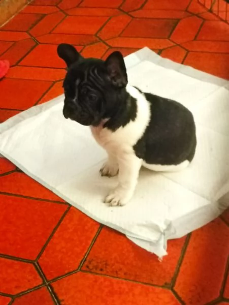 cucciolo di bulldog francese femmina 