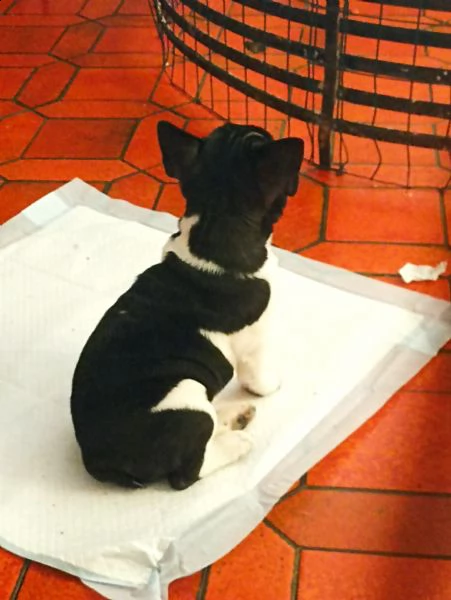 cucciolo di bulldog francese femmina  | Foto 1