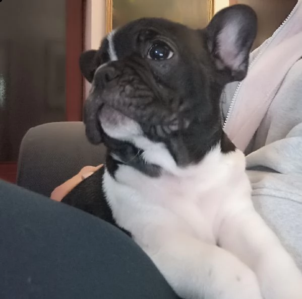 cucciolo di bulldog francese femmina  | Foto 0