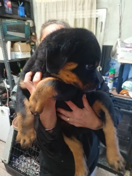 Rottweiler Cuccioli | Foto 1