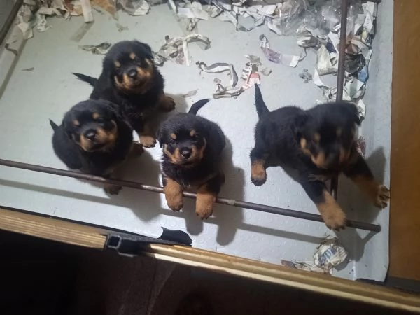 Rottweiler Cuccioli