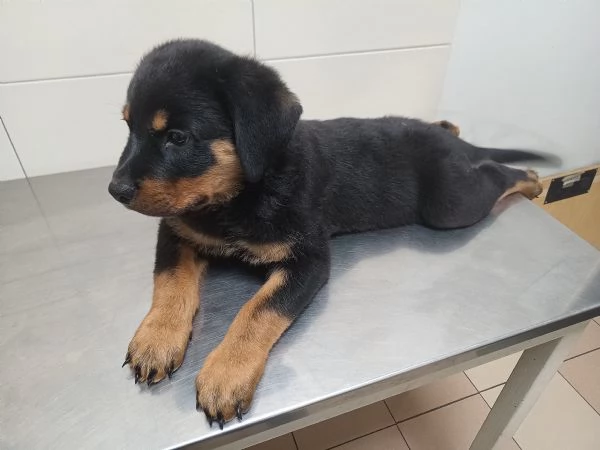 Rottweiler Cuccioli | Foto 0