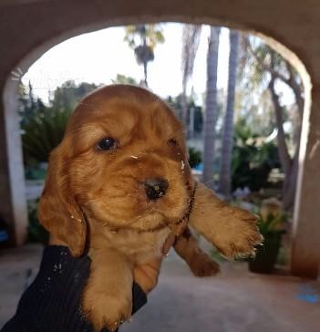 Vendita Cucciolo Cocker Da Privato A Perugia Cuccioli Cocker Spaniel