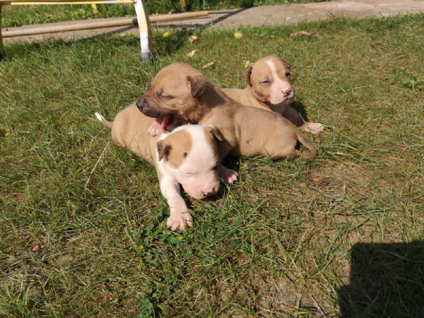Vendita Cucciolo Pitbull Da Privato A Vercelli Cuccioli Pitbull 05