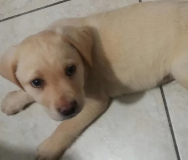 cuccioli di labrador vari colori cresciuti a casa