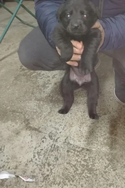 cuccioli di labrador vari colori cresciuti a casa | Foto 0