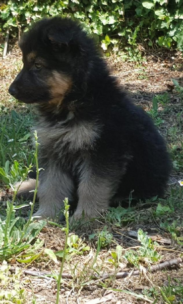 Vendita Cucciolo Pastore Tedesco Da Allevatore A Bologna Cuccioli Di