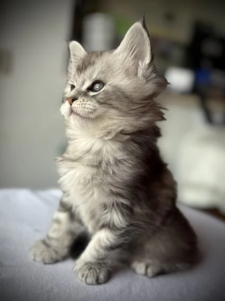 Splendido cucciolo di Maine Coon | Foto 2