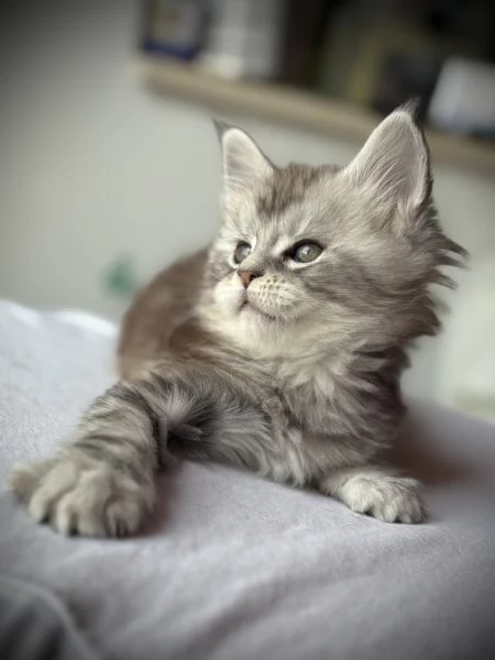 Splendido cucciolo di Maine Coon | Foto 1