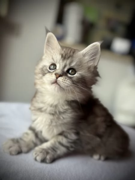 Splendido cucciolo di Maine Coon | Foto 0
