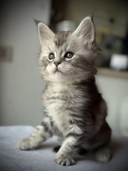 Splendido cucciolo di Maine Coon