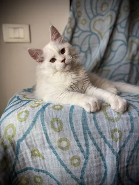 Splendido cucciolo di Maine Coon | Foto 0