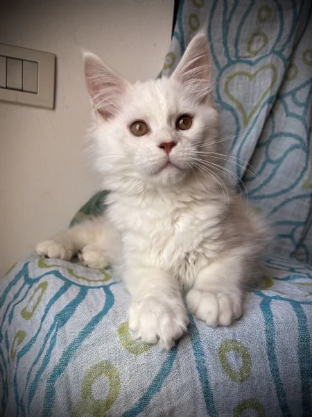 Splendido cucciolo di Maine Coon