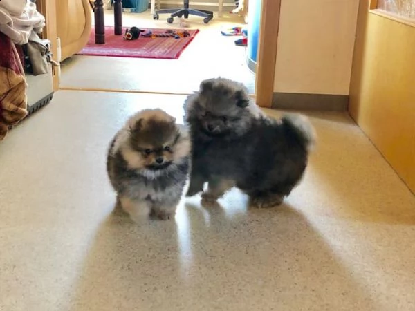 eccellenti cuccioli di pomerania spitz | Foto 2
