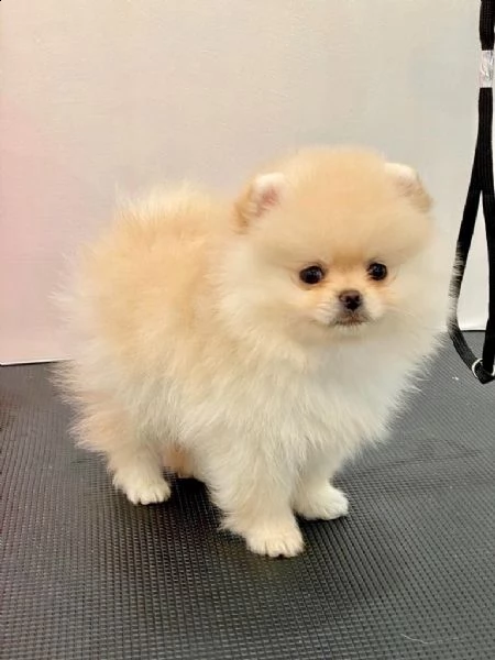eccellenti cuccioli di pomerania spitz