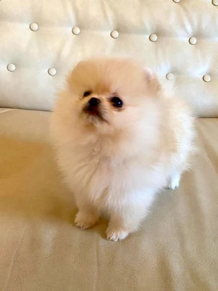 eccellenti cuccioli di pomerania spitz | Foto 0