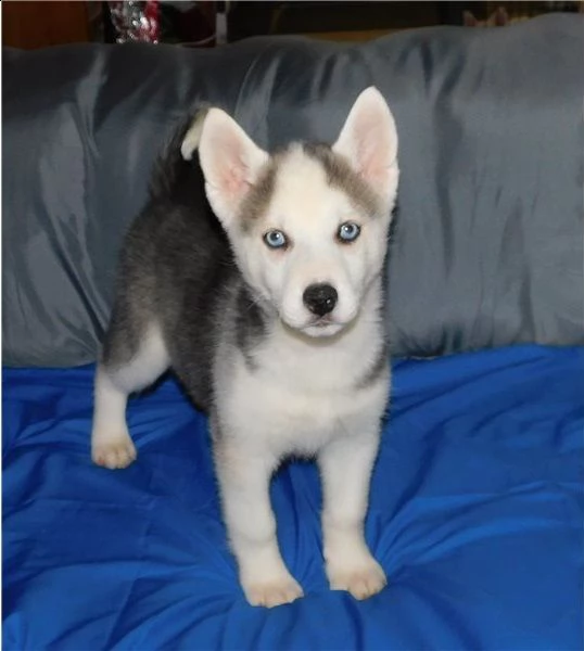 cuccioli siberian husky occhi blu | Foto 1