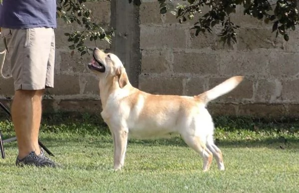 cuccioli labrador neri  miele maschi  femmine | Foto 2