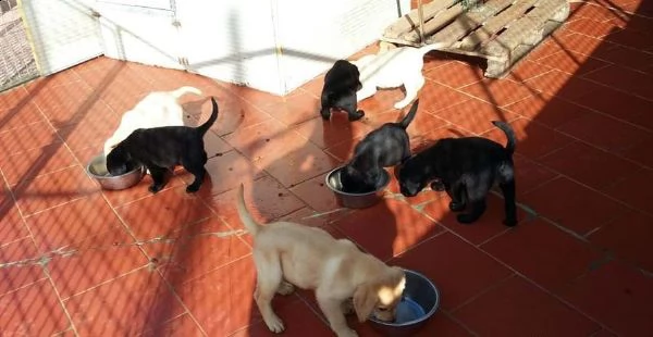 cuccioli labrador neri  miele maschi  femmine | Foto 0