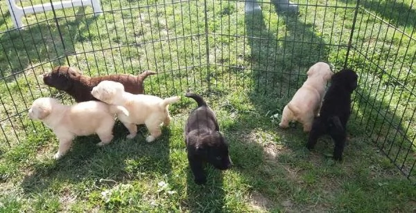 cuccioli labrador neri  miele maschi  femmine