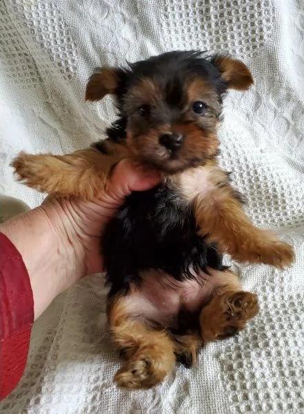 meravigliosi cuccioli yorkshire mini toy | Foto 0