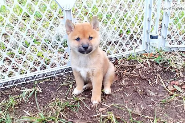 shiba inu 60 giorni | Foto 2