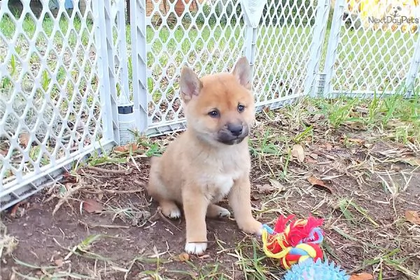 shiba inu 60 giorni | Foto 1