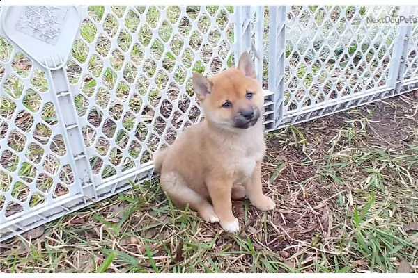 shiba inu 60 giorni | Foto 0