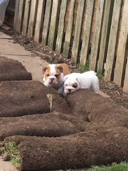 bulldog inglese cuccioli  | Foto 1
