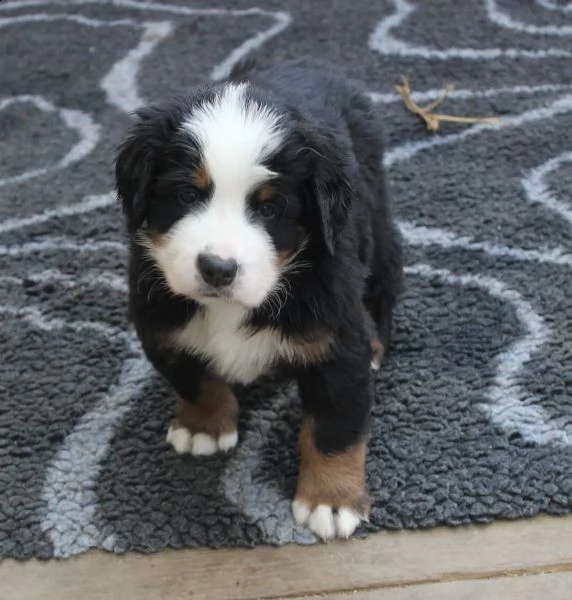 cuccioli di bovaro del bernese con pedigree