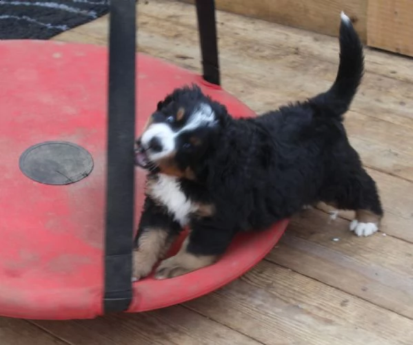 cuccioli di bovaro del bernese con pedigree | Foto 2