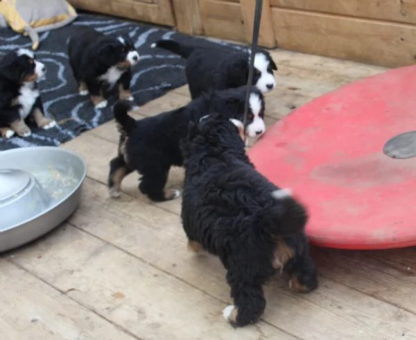 cuccioli di bovaro del bernese con pedigree | Foto 1