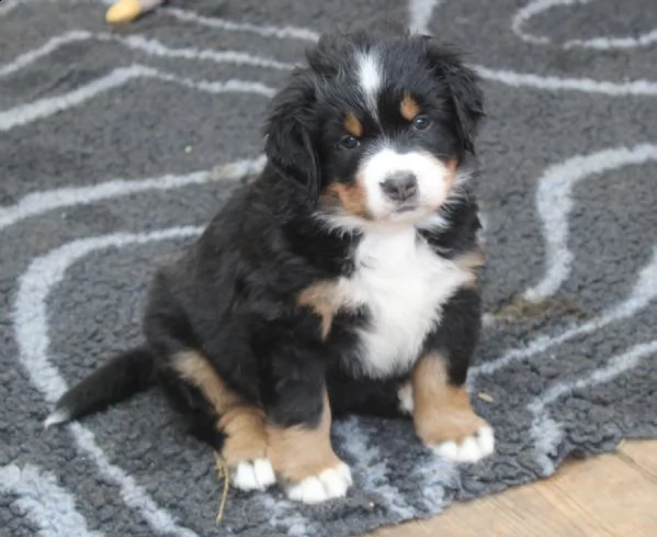 cuccioli di bovaro del bernese con pedigree | Foto 0