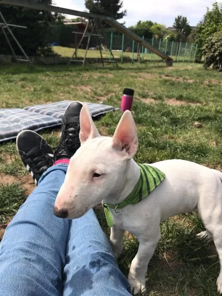 disponibili cucccioli taglia media razza bull terrier  | Foto 1