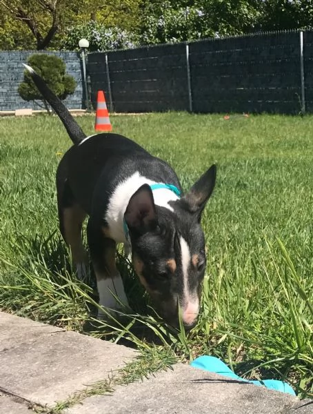 disponibili cucccioli taglia media razza bull terrier 