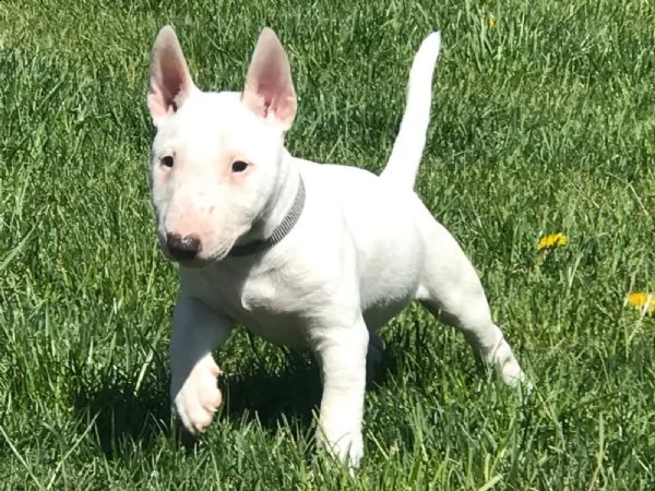 disponibili cucccioli taglia media razza bull terrier  | Foto 0