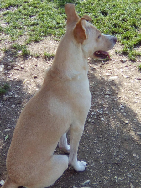 Regalo Cucciolo Labrador Da Privato A Verona Femmina Di Cane