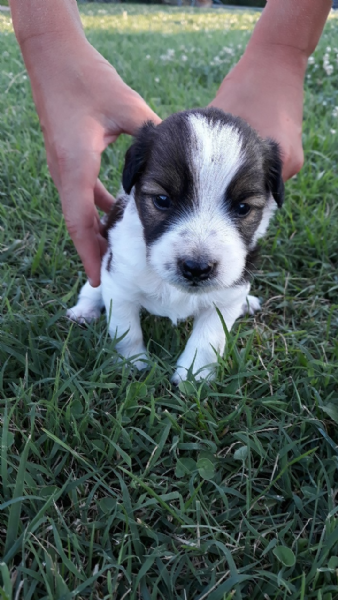 Regalo Cucciolo Da Privato A Bs Regalo Cuccioli Di Piccola Taglia