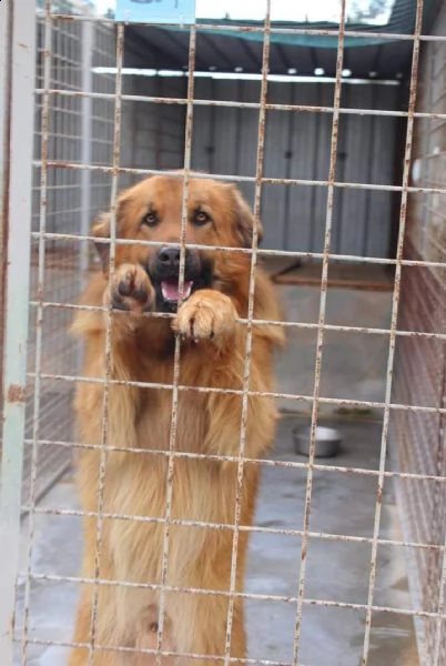 peluche pippo grande