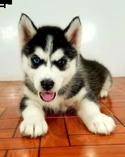  cucciolata di siberian husky occhi azzurri