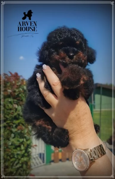 barboncino mini toy | Foto 0