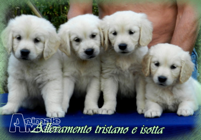 Vendita Cucciolo Golden Retriever Da Allevatore A Golden Retriever