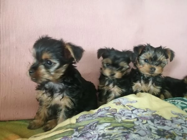 Yorkshire terrier  cuccioli di razza pura | Foto 3