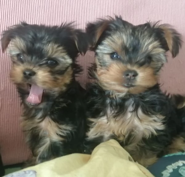 Yorkshire terrier  cuccioli di razza pura