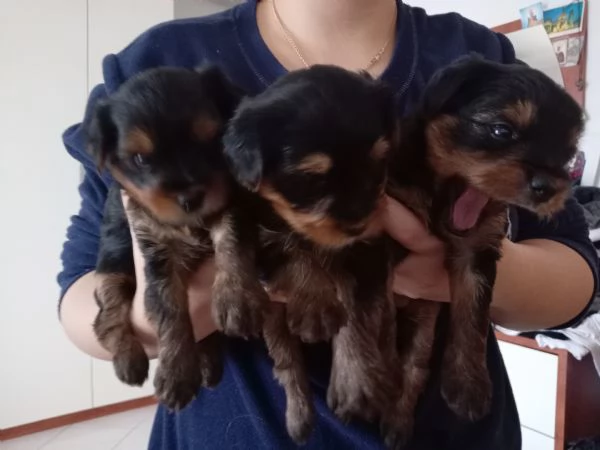 Yorkshire terrier  cuccioli di razza pura | Foto 0