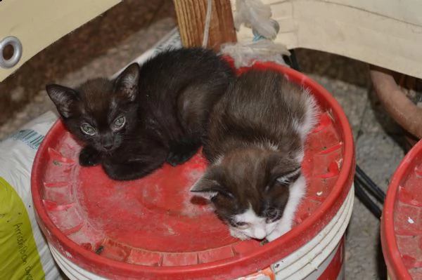 regalo  gattini   pronti  per  l  adozione | Foto 1