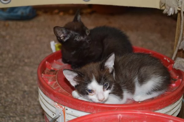 regalo  gattini   pronti  per  l  adozione