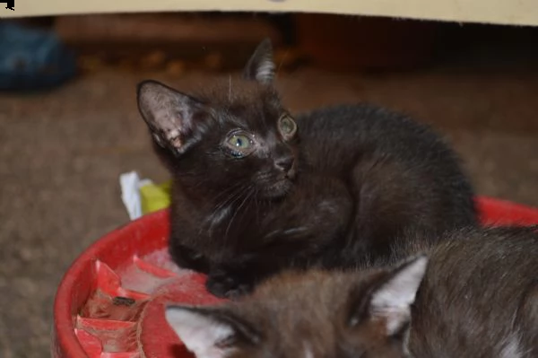 regalo  gattini   pronti  per  l  adozione | Foto 0